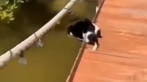 Funny cat 🤣