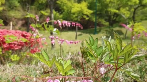 flowers fluttering in the wind