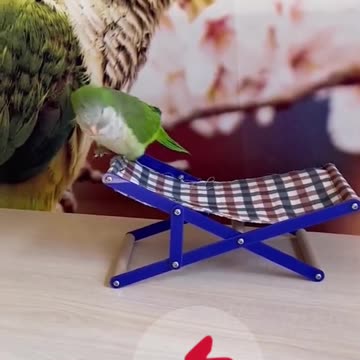A very intelligent bird. funny animal video. funny dog and cat.funny video