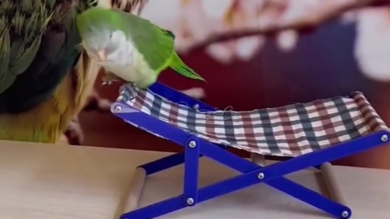 A very intelligent bird. funny animal video. funny dog and cat.funny video