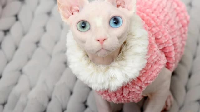 Cat clothes