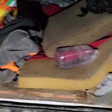 Why is the cat trying to eat my bed