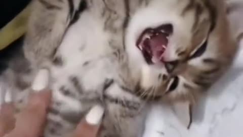 Funny animals videos