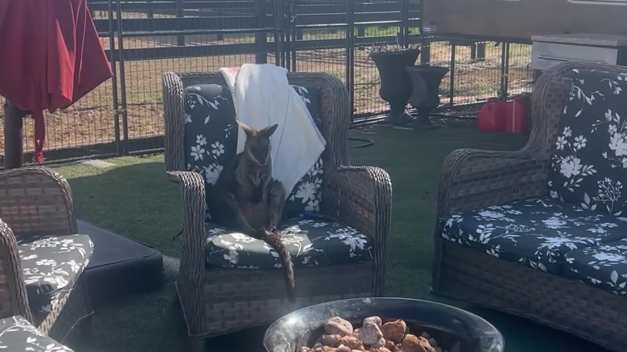 Stella the Wallaby Loves to Sit by the Campfire