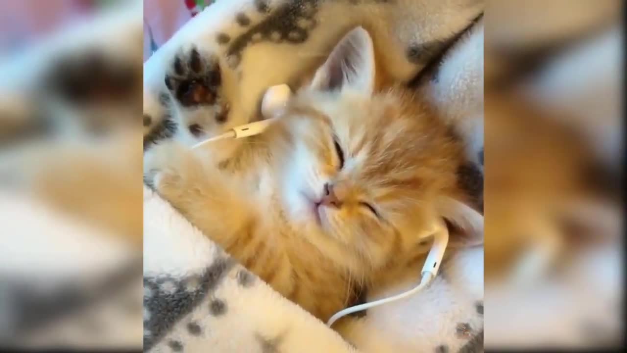 Cutest cat video