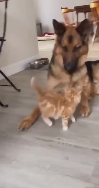 Little guy packs a mean punch 🤣