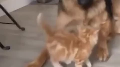 Little guy packs a mean punch 🤣