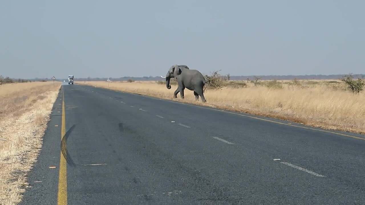 Elephant on the road