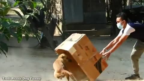 Troll prank Dog funny, Fake Lion & fake tiger Prank to Dog, huge Box prank To Dog