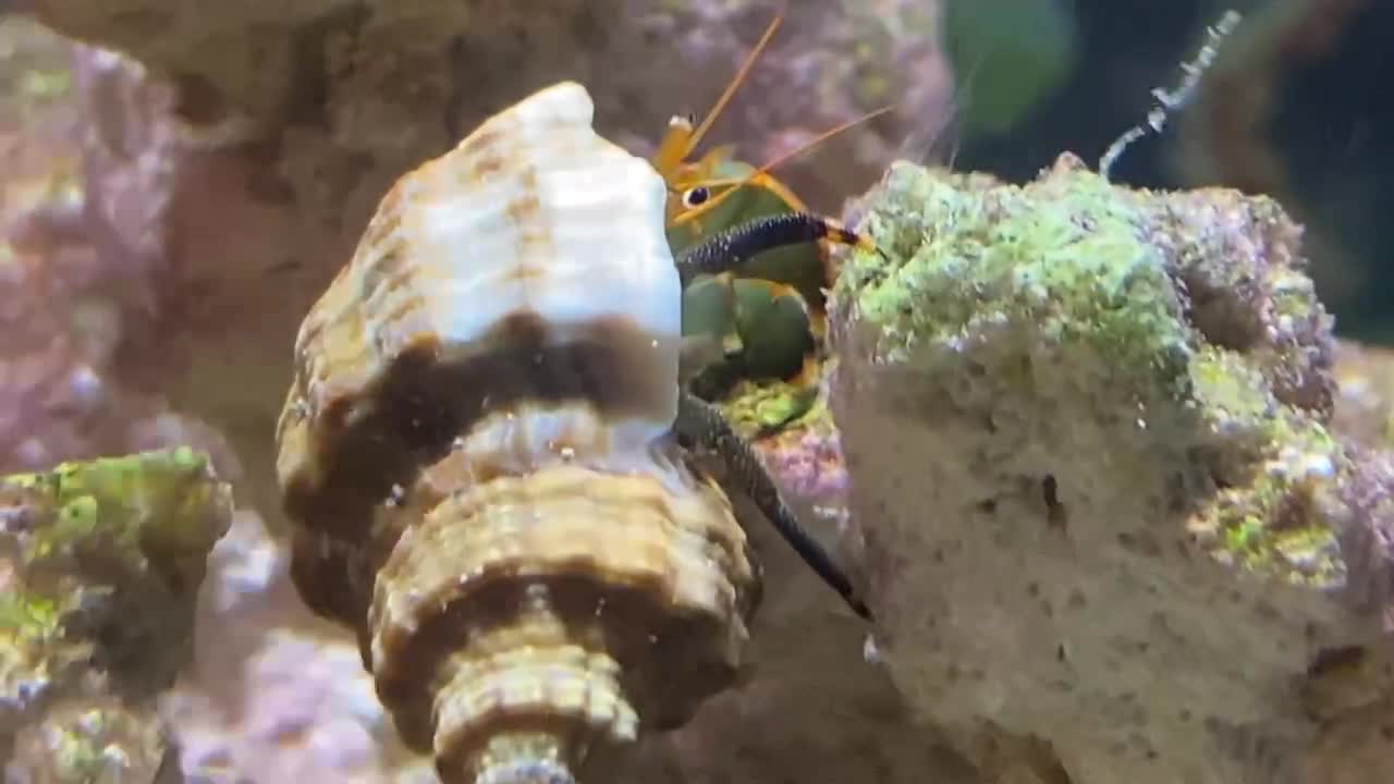 Zebra Hermit using his big claws