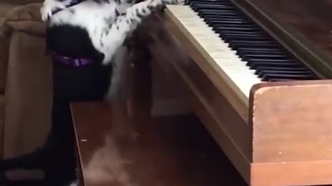 Pets are musical masters