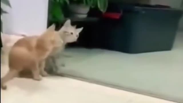 Funny Animal Tik Tok Video #TikTokHungama