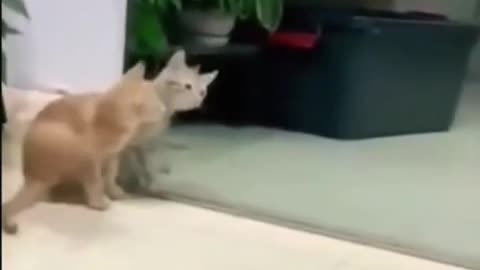 Funny Animal Tik Tok Video #TikTokHungama