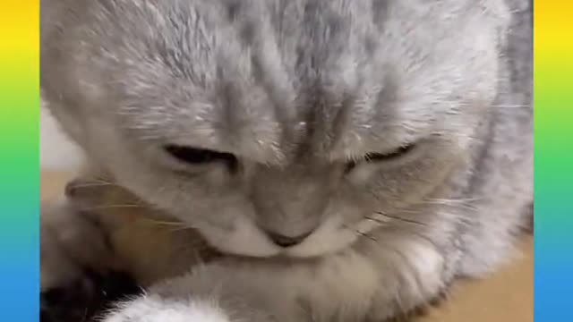 Cute and Funny Cat Videos Compilation 2021_#shorts