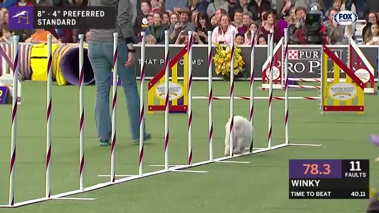 Full coverage of the Agility Championship Final on Day 4 of Crufts 2020.