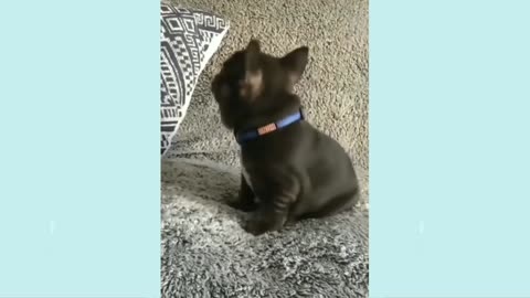 Cute Puppy barking😍😍😍