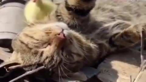 Funny Cat Video Compilation