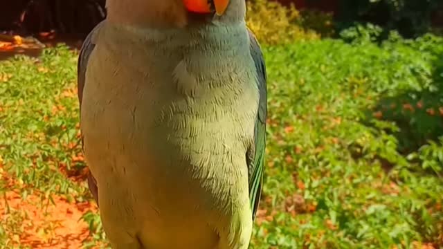 Parrot.. Funny parrot 🐦