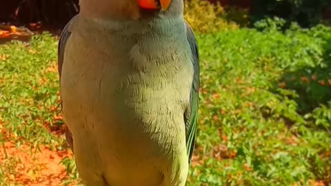 Parrot.. Funny parrot 🐦