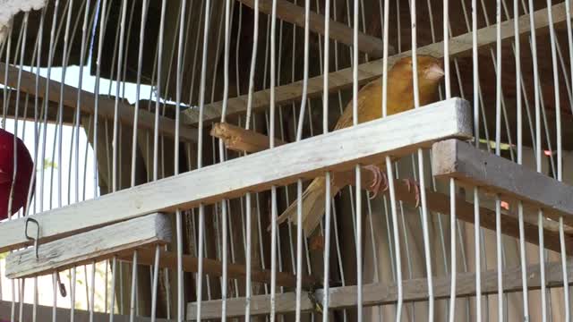 yellow canary jumping in a cage