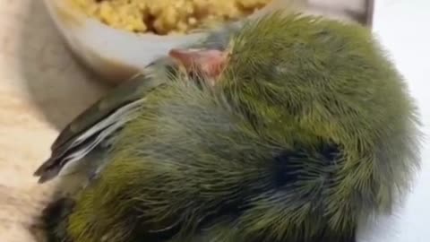 The sleeping bird is so cute