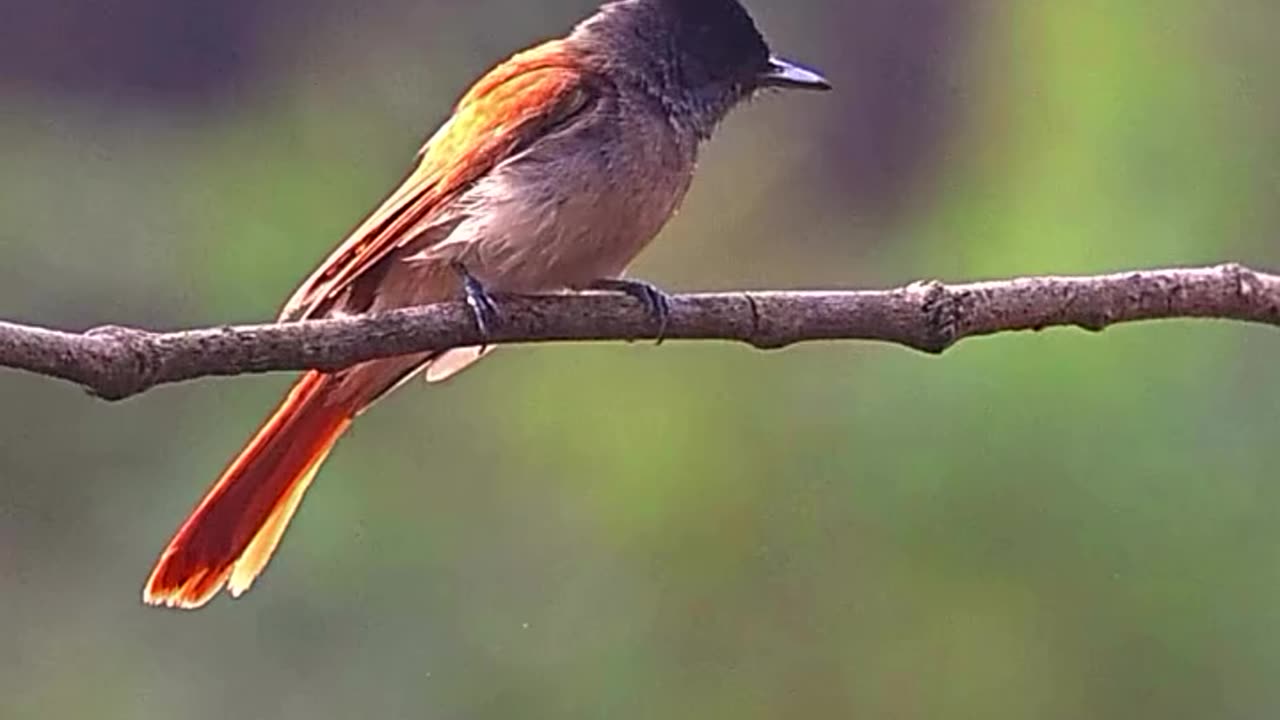 Bulbul Bird