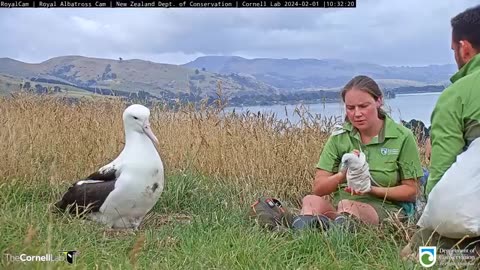 Royal cam Nest 😲😲😲