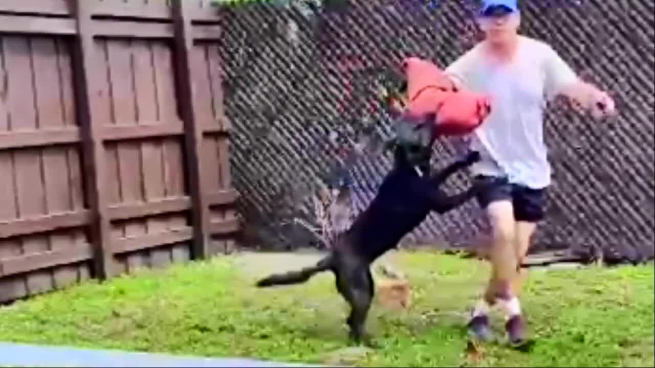 Training Dogs to guard people