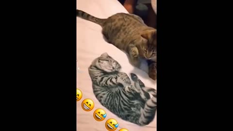 The Ultimate Compilation of Hilarious Dog and Cat Videos