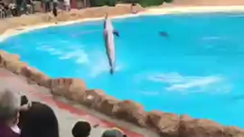 See how dolphins move on tails 🐬