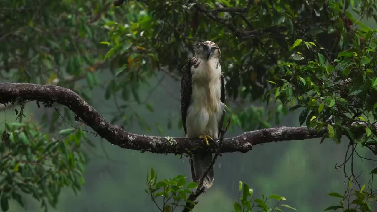 Raining in the forest.