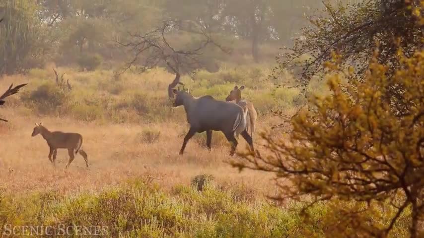 9 $$$$$ India In 4K - Incredible Scenes Of India Scenic Relaxation Film