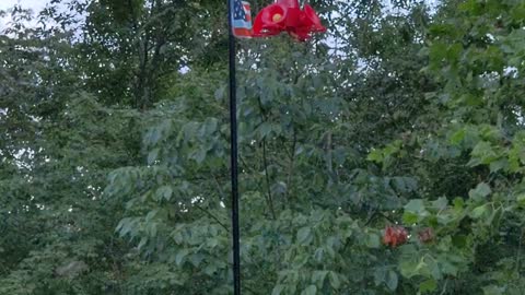 Hummingbirds feeding