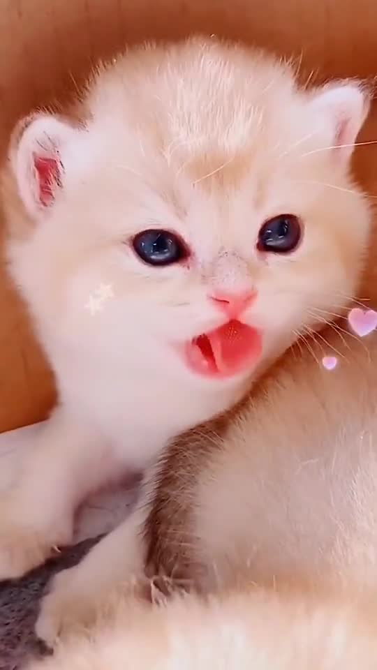 Cute and lovely Funny kate baby