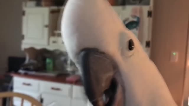 Wonderful Funny Parrots Going Crazy