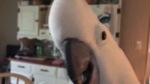 Wonderful Funny Parrots Going Crazy