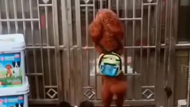 funny dog|funny moment with dog
