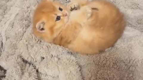 Cute pets [Part - 16]