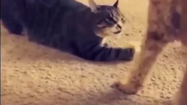 Funny Cute Cats Fail ops Moments Viral Clips
