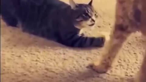 Funny Cute Cats Fail ops Moments Viral Clips