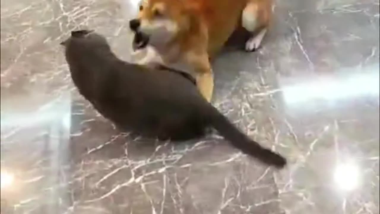 Funniest Animal Videos of 2023