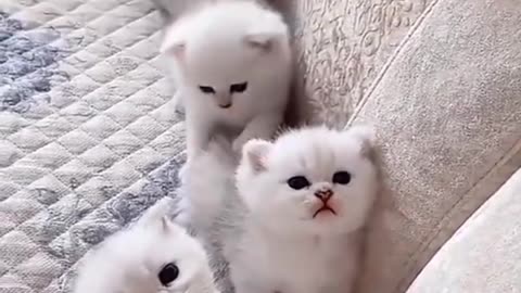 Family cat #rumble