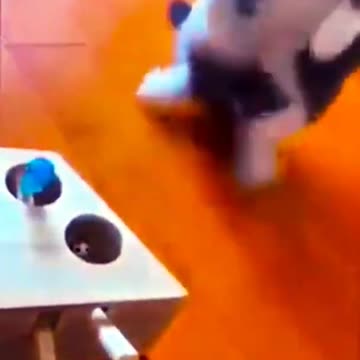 Funny video of cat's