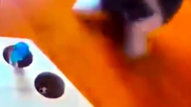 Funny video of cat's