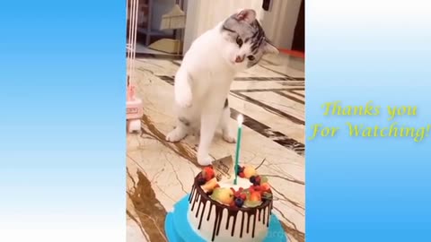 Funny animal videos|Cute animal videos |Funny dog&cat videos|Hilarious pet videos|funny video
