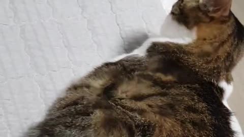 A cat who is not afraid of a hair dryer