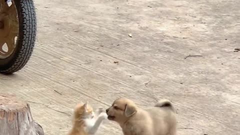 Fun time Cat 🐈Dog 🐕