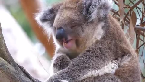 DID U KNOW KOALAS MAY SLEEP FOR 20 HRS A DAY AND SPEND JUST 15 MINUTES ON SOCIAL BEHAVIORS?