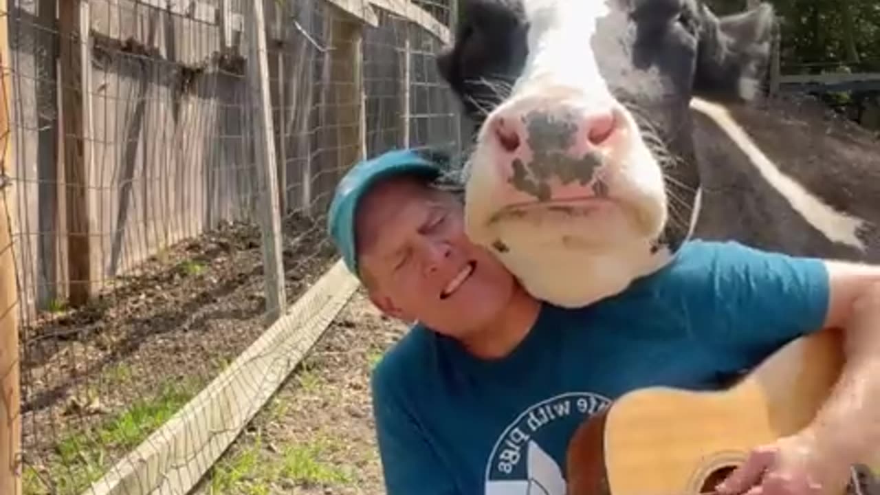 Animals Like Music