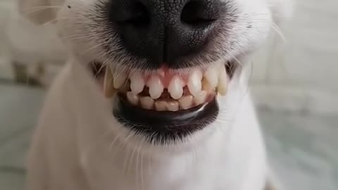 Supper Funny Dog can smile😂😂- He has more teeth than I do😂😂
